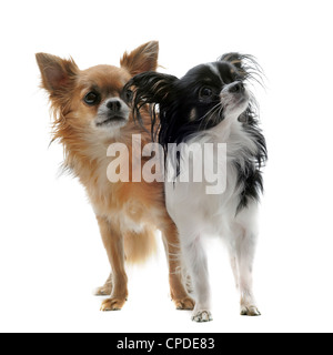 Ritratto di due simpatici i chihuahua di razza pura di fronte a uno sfondo bianco Foto Stock