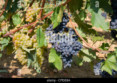 Il bianco e il rosso uva che cresce in un vigneto vicino a Montalcino, Toscana, Italia, Europa Foto Stock