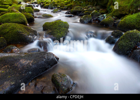 Fiume Teign, Parco Nazionale di Dartmoor, Devon, Inghilterra, Regno Unito, Europa Foto Stock