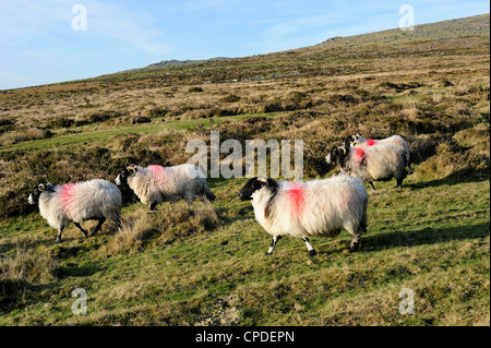 Dartmoor pecore a Merrivale, Parco Nazionale di Dartmoor, Devon, Inghilterra, Regno Unito, Europa Foto Stock