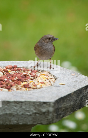 Dunnock alimentazione da un uccello di pietra tabella Foto Stock