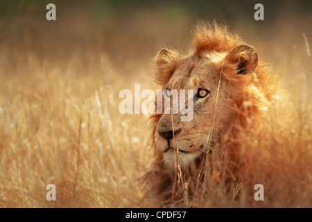 Grande leone maschio giacente nella fitta prateria - Kruger National Park - Sud Africa Foto Stock