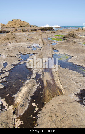 Curio Bay fossilizzato foresta, Southland, South Island, in Nuova Zelanda, Pacific Foto Stock