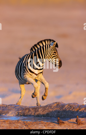 Zebra salta fuori di waterhole; Etosha; Equus burchell's Foto Stock