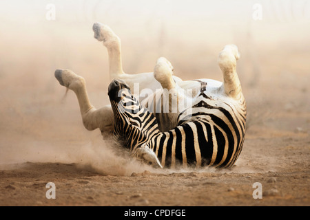 Zebra rotolamento su polverosi sabbia bianca; Etosha Foto Stock