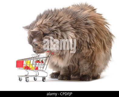 Gatto con il carrello su sfondo bianco Foto Stock