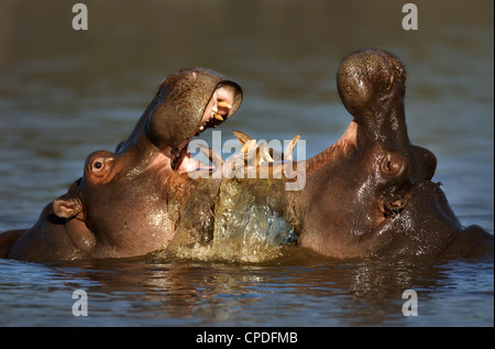 Due scontri ippopotami; Hippopotamus amphibius; Sud Africa Foto Stock