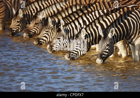 Mandria di zebre acqua potabile in Etosha; Equus burchell's Foto Stock
