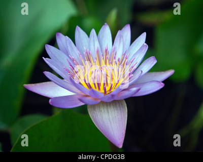 0 Manel o blu acqua giglio Nymphaea nouchali Sri Lanka Foto Stock