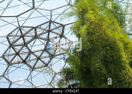 Gigantocholoa. Giant clumping bamboo in biomi a Eden Project, Cornwall, Inghilterra Foto Stock