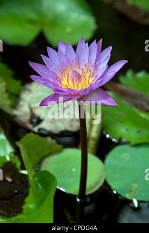 0 Manel o blu acqua giglio Nymphaea nouchali Sri Lanka Foto Stock