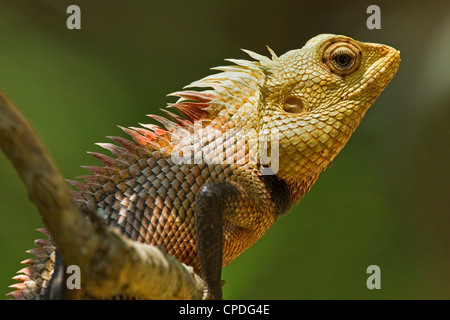 Giardino in comune Lizard (Calotes versicolor), un drago lizard visto in molti giardini, Arugam Bay, Provincia Orientale, Sri Lanka, Asia Foto Stock