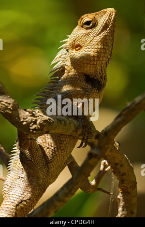 Giardino in comune Lizard (Calotes versicolor), un drago lizard visto in molti giardini, Arugam Bay, Provincia Orientale, Sri Lanka, Asia Foto Stock