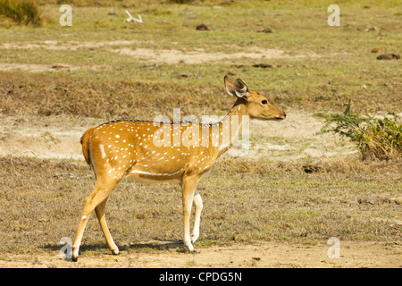 Sri Lanka cervi asse o Ceylon spotted deer in Kumana National Park, precedentemente Yala Est, Kumana, Provincia Orientale, Sri Lanka Foto Stock