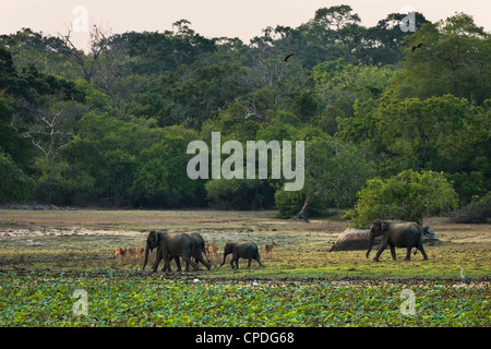 Gli elefanti e cervi maculato al crepuscolo in Kumana National Park, precedentemente Yala Est, Kumana, Provincia Orientale, Sri Lanka, Asia Foto Stock