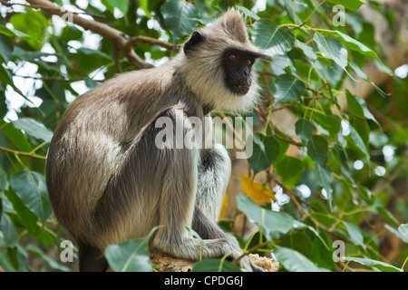 Grigio (Hanuman) langur monkey in questo sacro pellegrinaggio storico, si vede spesso di accattonaggio in templi, Kataragama, provincia di Uva, Sri Lanka Foto Stock