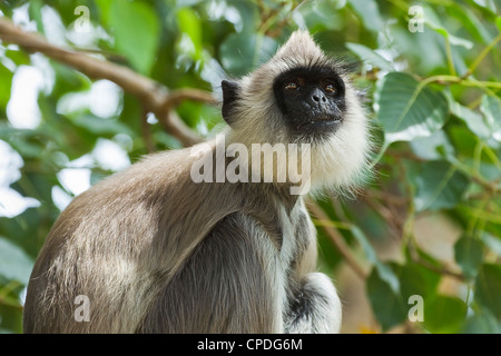 Grigio (Hanuman) langur monkey in questo sacro pellegrinaggio storico, si vede spesso di accattonaggio in templi, Kataragama, provincia di Uva, Sri Lanka Foto Stock