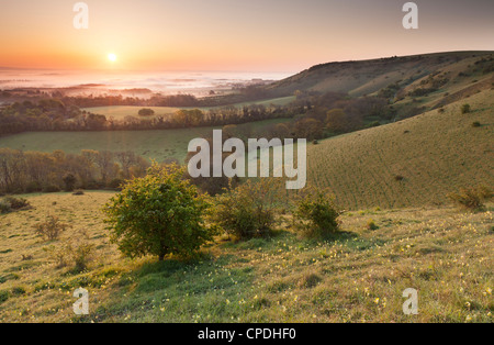 Una bellissima alba a Ditchling Beacon, South Downs National Park in East Sussex, England, Regno Unito Foto Stock