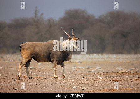 Eland bull camminando sul suolo sabbioso in Etosha Foto Stock