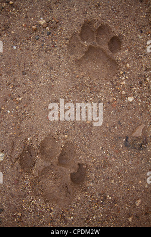 African Lion Panthera leo stampe della zampa in sabbia e fango Foto Stock