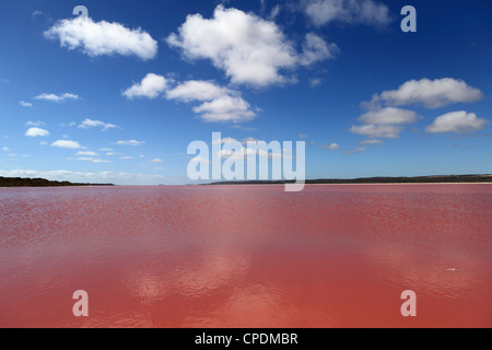 Le alghe commestibili fornisce una tonalità di colore rosa per la Hutt Laguna Rosa, Porto Gregorio, Australia occidentale, Australia Pacific Foto Stock