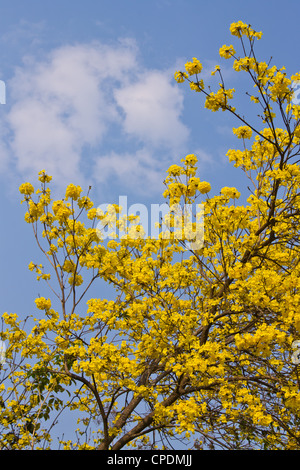 Golden Tree Chiangmai University Foto Stock