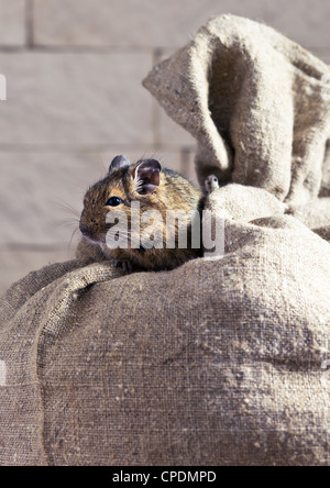 Il degu (Octodon degus) è un piccolo roditore caviomorph che è endemica al centro Cile. Foto Stock