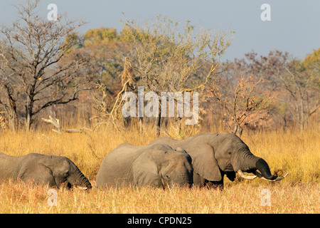 Elefante africano (Loxodonta africana) in Mumbuluma, Parco Nazionale di Kafue, sud della provincia, Zambia Foto Stock