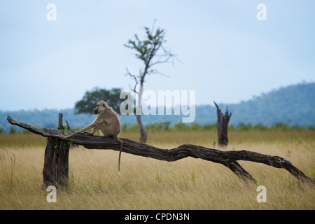 Giallo baboon Papio cynocephalus 'equitazione cavallo di legno ' Mikumi national park.Tanzania Africa. Foto Stock