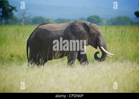 Elefante africano Loxodonta africana Mikumi national park.Tanzania Africa. Foto Stock