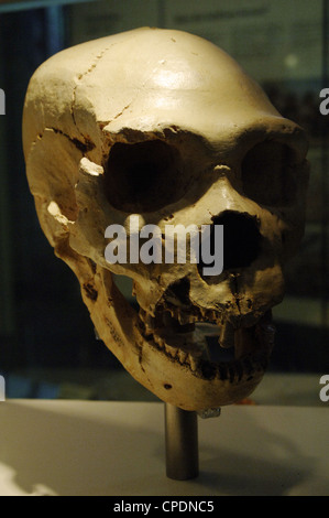 Homo Heidelbergensis. Cranio numero 5. Pit di ossa Sito di Atapuerca (Spagna). Unione Pleistocene medio. Foto Stock