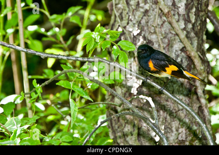 American Redstart (Setophaga ruticilla) Foto Stock