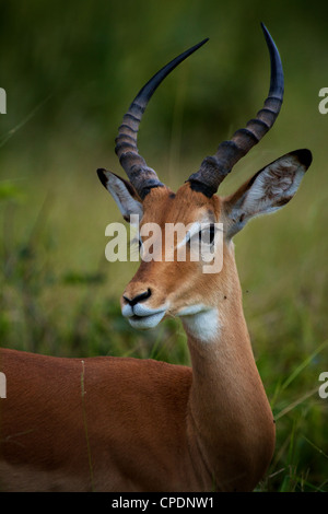Impala Aepyceros melampus Mikumi Game Reserve . Sud della Tanzania. Africa Foto Stock