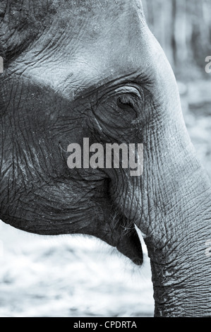 Elephant Close Up Foto Stock