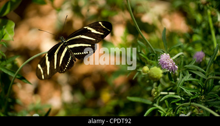 Una zebra Longwing Butterfly terre per uno snack Foto Stock