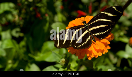 Una zebra Longwing siede su un bocciolo Foto Stock