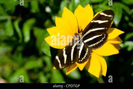 Una zebra Longwing Butterfly terre per alcuni impollinazione Foto Stock