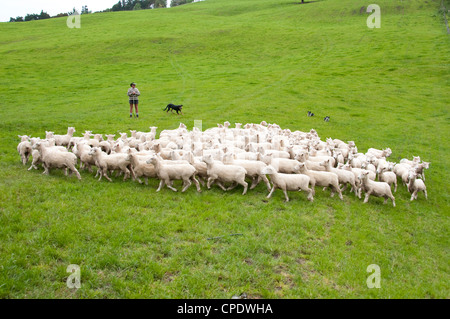 Nuova Zelanda Isola del nord vicino a Wellington, il pastore e le pecore cani allevamento ovini nei pressi di Lana sparso in Wairarapa Foto Stock