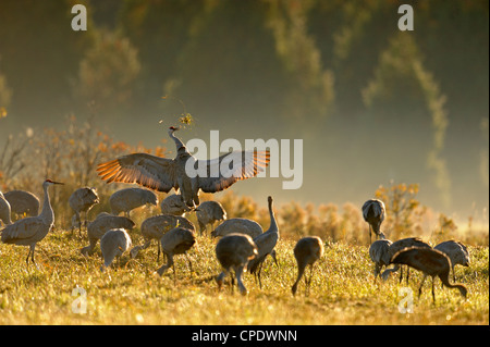 Sandhill gru (Grus canadensis) gregge migratori rovistando nel hayfield, Mindemoya Manitoulin è., Ontario, Canada Foto Stock