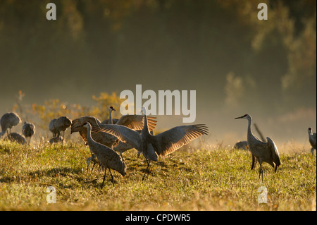 Sandhill gru (Grus canadensis) gregge migratori rovistando nel hayfield, Mindemoya Manitoulin è., Ontario, Canada Foto Stock