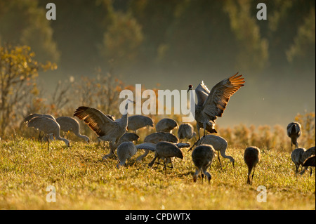 Sandhill gru (Grus canadensis) gregge migratori rovistando nel hayfield, Mindemoya Manitoulin è., Ontario, Canada Foto Stock