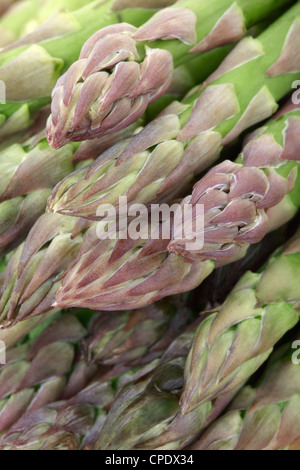 Asparagi freschi sfondo Foto Stock