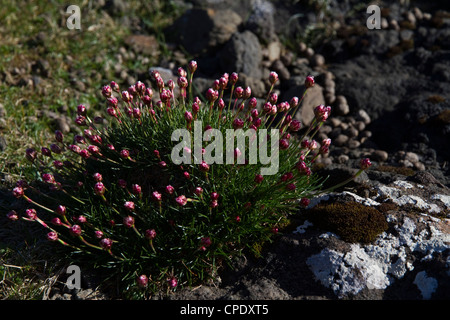 Fiori non aperti di mare rosa o la parsimonia (Ameria maritima) guarda come un puntaspilli sulla riva del Sanday, Isola di Canna Foto Stock