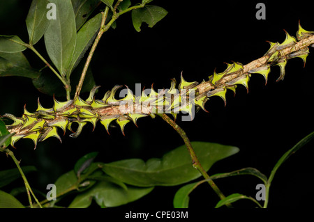 Thornbugs (treehoppers), Umbonia crassicornis, Parco Nazionale di Tortuguero, Costa Rica Foto Stock