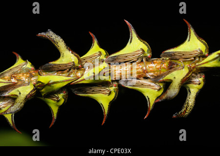 Thornbugs (treehoppers), Umbonia crassicornis, Parco Nazionale di Tortuguero, Costa Rica Foto Stock