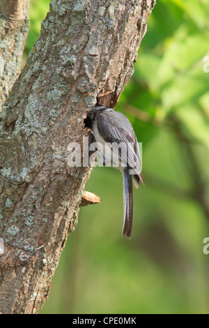 Nero capped Luisa (Poecile atricapillus) esaminato un potenziale luogo di nidificazione. Foto Stock
