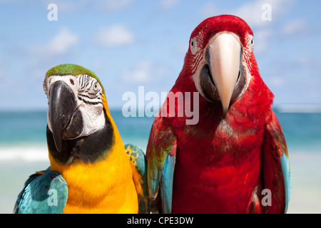 Pappagalli colorati, Punta Cana, Repubblica Dominicana, West Indies, dei Caraibi e America centrale Foto Stock