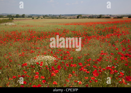 Campo di papavero vicino a Mansfield, Nottinghamshire, England, Regno Unito, Europa Foto Stock