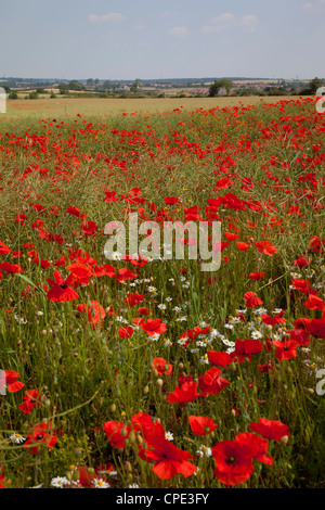 Campo di papavero vicino a Mansfield, Nottinghamshire, England, Regno Unito, Europa Foto Stock