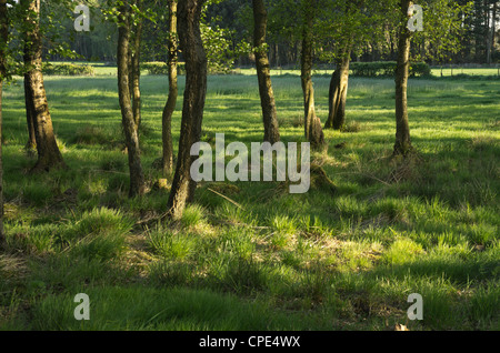 Un gruppo di alberi sul Foulshaw Moss riserva vicino Witherslack Cumbria riserva Foto Stock